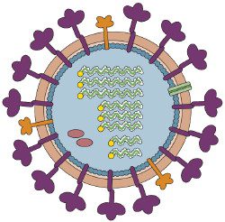 Prevenzione e controllo dell'influenza: raccomandazioni per la stagione 2024-2024